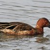 Cinnamon Teal